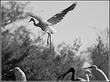 Picture Title - Birds in b&w