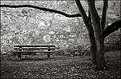 Picture Title - Tree, bench, wall