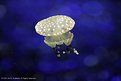 Picture Title - Spotted Jellyfish