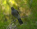 Picture Title - Noisy miner