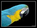 Picture Title - Brazilian macaw