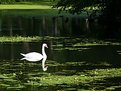 Picture Title - Swan in green