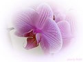 Picture Title - Romantic orchid