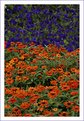 Picture Title - Flower carpet