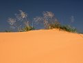 Picture Title - grass amongst the coral sand