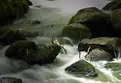 Picture Title - The Stream...