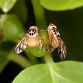 Picture Title - Fruitflies