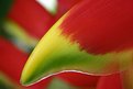Picture Title - Heliconia