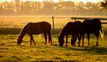 Picture Title - Early breakfast!