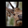 Picture Title - stag