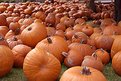 Picture Title - Harvest Time