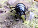 Picture Title - Macro Beetle