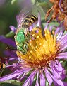 Picture Title - green metallic bee