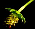 Picture Title - Mountain Strawberry