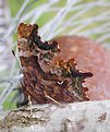 Picture Title - Comma Butterfly