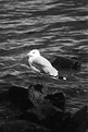 Picture Title - Ganster Gull