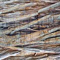 Picture Title - wood texture