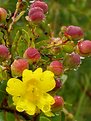 Picture Title - CerradosṀs flower after rain