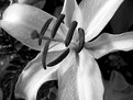 Picture Title - black and white pollen