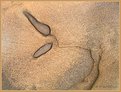 Picture Title - Rock Plant 