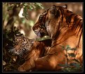 Picture Title - Tiger with Cub