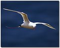 Picture Title - Kauai: red-tailed tropic bird