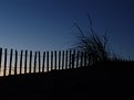 Picture Title - Beach grass and fence