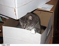 Picture Title - Dude in a Box 2