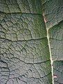 Picture Title - Gunnera Texture