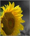 Picture Title - Sunflower 