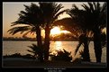 Picture Title - The Nile River Palm Trees Sunset