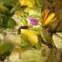 Picture Title - The Incredible Edible Flower I