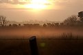 Picture Title - Sheep in the mist