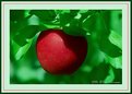 Picture Title - Apple Art II