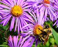 Picture Title - Wild Asters With A Bonus