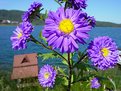Picture Title - flowers of abant lake-2