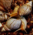 Picture Title - Giant African landsnail