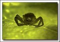 Picture Title - spider 