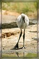 Picture Title - Baby Flamingo
