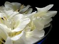 Picture Title - Ginger flowers inside the bowl