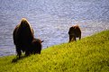 Picture Title - Bison