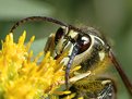 Picture Title - bald faced hornet