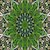 Bifurcata fractals