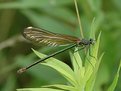 Picture Title - green damselfly