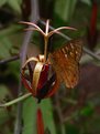 Picture Title - Muschia wollastonii & friend