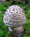 Picture Title - Scaly Mushroom