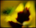 Picture Title - pansy abstract