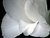 white rose