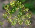 Picture Title - yellow flower dots