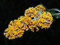 Picture Title - Yellow Buddleia